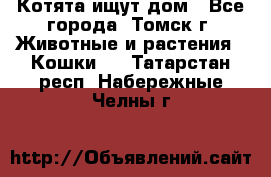 Котята ищут дом - Все города, Томск г. Животные и растения » Кошки   . Татарстан респ.,Набережные Челны г.